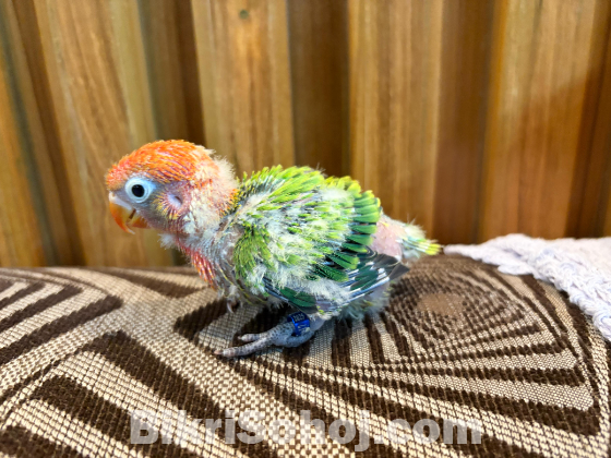 Tame Size Baby Lovebird